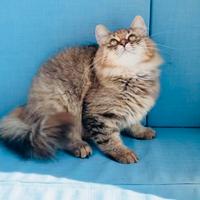 Gattina Siberiana Ipoallergenica con Pedigree Agi