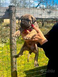 Cuccioli cane corso