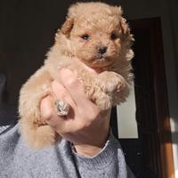 Pomapoo prenotabile