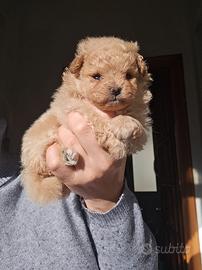 Pomapoo prenotabile
