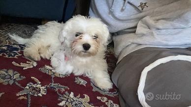 Rocky cucciolo di Maltese 4 mesi
