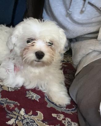 Rocky cucciolo di Maltese 4 mesi