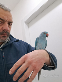 Pappagalli parrocchetto