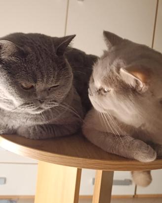 British rehoming e cuccioli