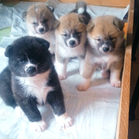 Akita inu giapponese