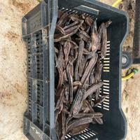 Carrubbe annata 2025