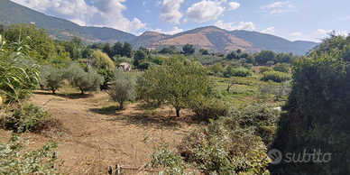 Terreno con alberi da frutto