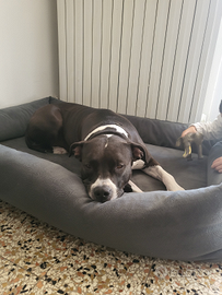 Nala, cucciolona di american stafford