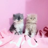 Gattini persiani cuccioli con Pedigree