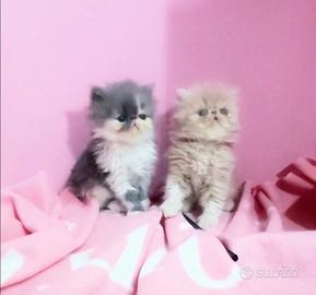 Gattini persiani cuccioli con Pedigree