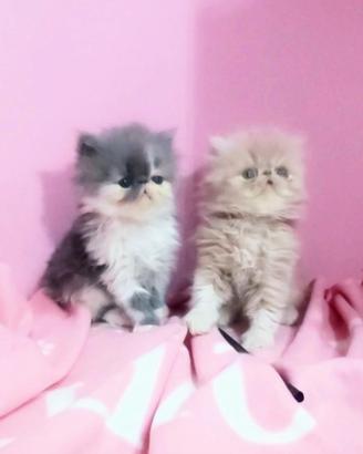 Gattini persiani cuccioli con Pedigree