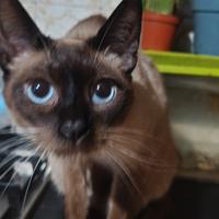 Bellismo gatto siamese