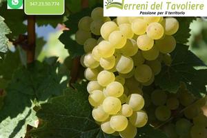 Vigneto Produttivo di 9.000 mq San Severo