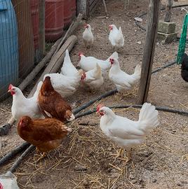 Pollastre Livornesi Galline Nate da Chioccia