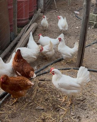 Pollastre Livornesi Galline Nate da Chioccia