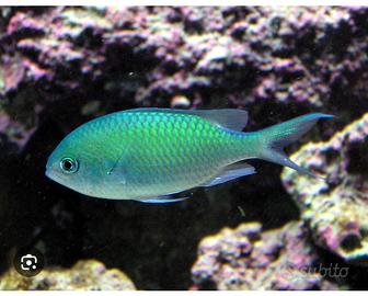 Pesce cromis