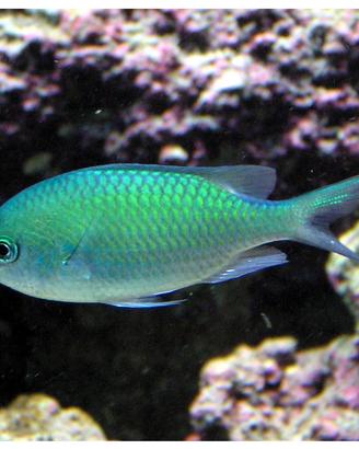 Pesce cromis