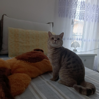 Monta British gatto maschio di razza pelo bianco