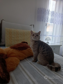 Monta British gatto maschio di razza pelo bianco