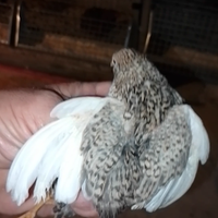 Quaglie cinese