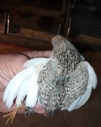Quaglie cinese