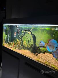 Pesci Discus
