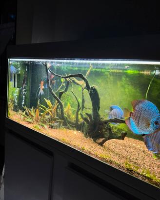 Pesci Discus