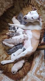 Amstaff