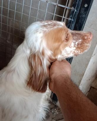 Setter Inglese