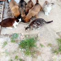 Cuccioli cagnolini