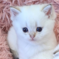 Gattini di razza Scottish con pedegree