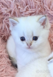 Gattini di razza Scottish con pedegree