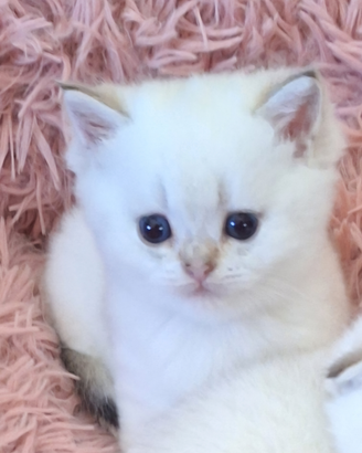 Gattini di razza Scottish con pedegree