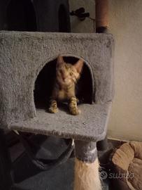 Gatti del bengala