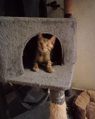 Gatti del bengala