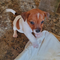 Mini jack russel