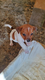 Mini jack russel