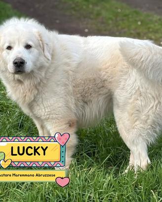 LUCKY pastore maremmano abruzzese in adozione