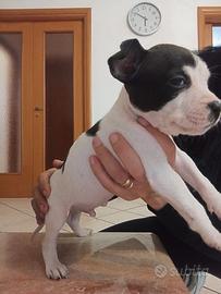 American staffordshire terrier