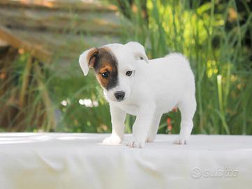 Cucciola di Jack Russell