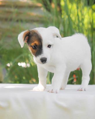 Cucciola di Jack Russell