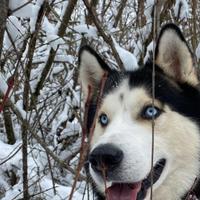 Monta siberian husky