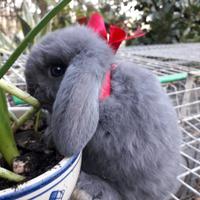 Conigli
