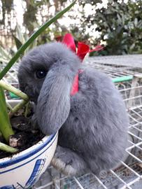 Conigli