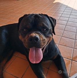 Rottweiler
