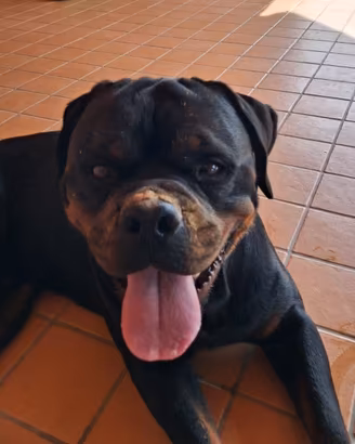 Rottweiler