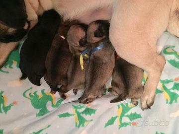 Cuccioli di Carlino con Pedigree Enci