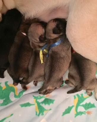 Cuccioli di Carlino con Pedigree Enci