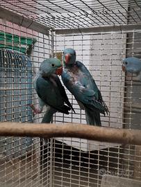 Parrocchetti dal collare blu