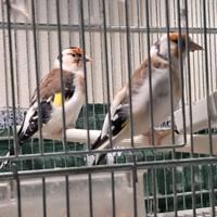 Coppie cardellini ascianici mayor testa daqui